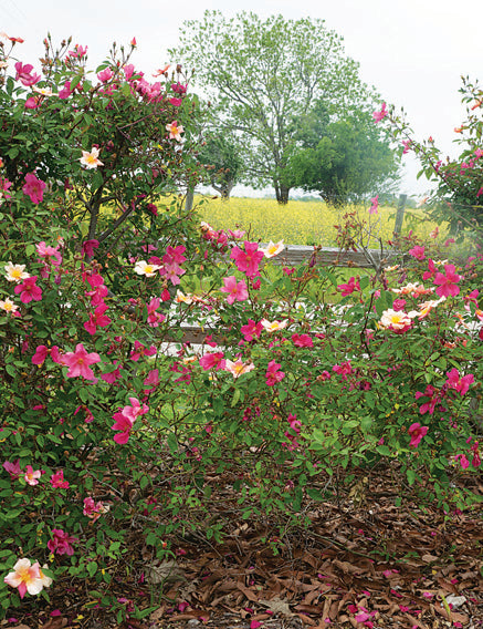 Butterfly Rose shrub along wooden fence in the foreground with a field and trees in the distance.