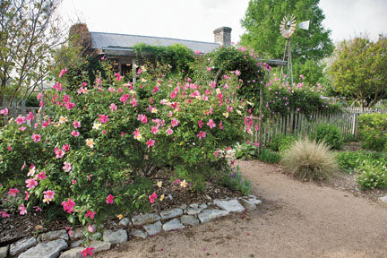 Butterfly Rose bush, also called Mutabilis, in garden with older home and windmill in the background.