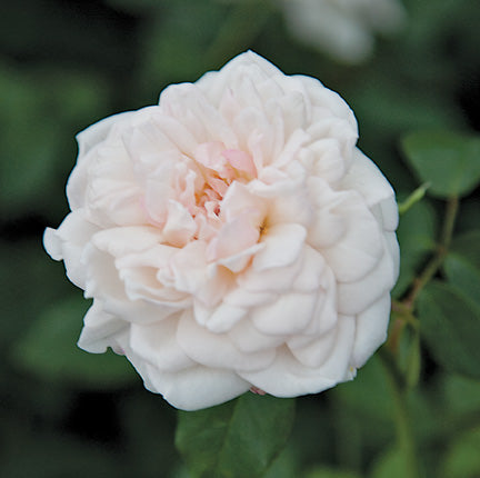 Mlle De Sombreuil