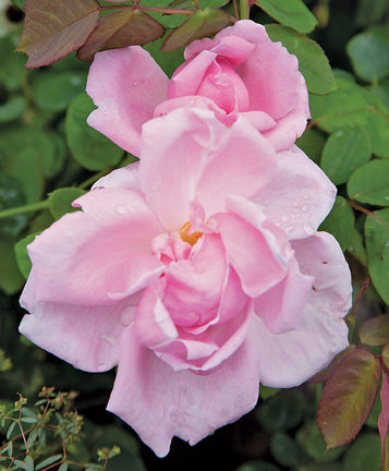 Madame Caroline Testout, Cl – Antique Rose Emporium