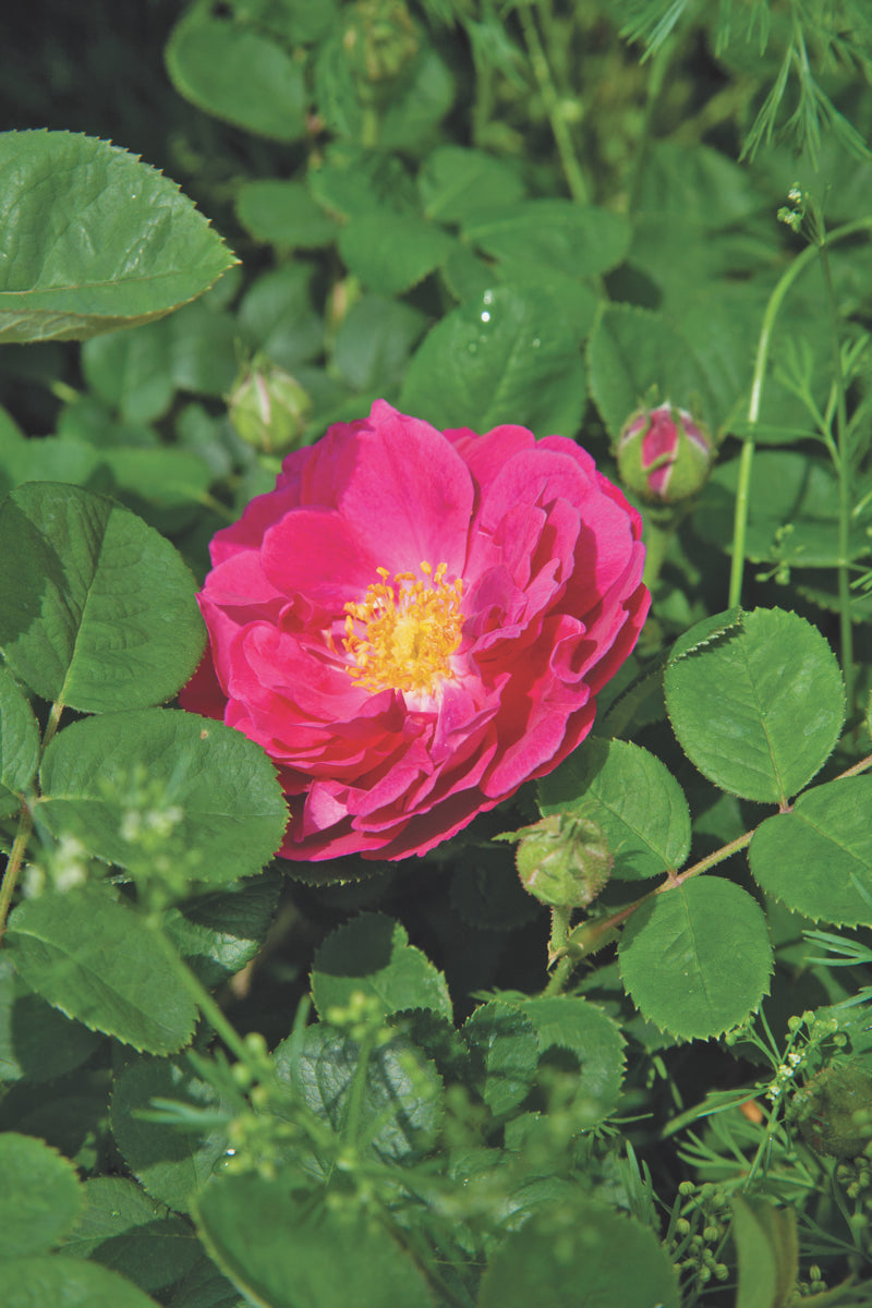 One single blooming Gipsy Boy rose with rosebuds in the background.