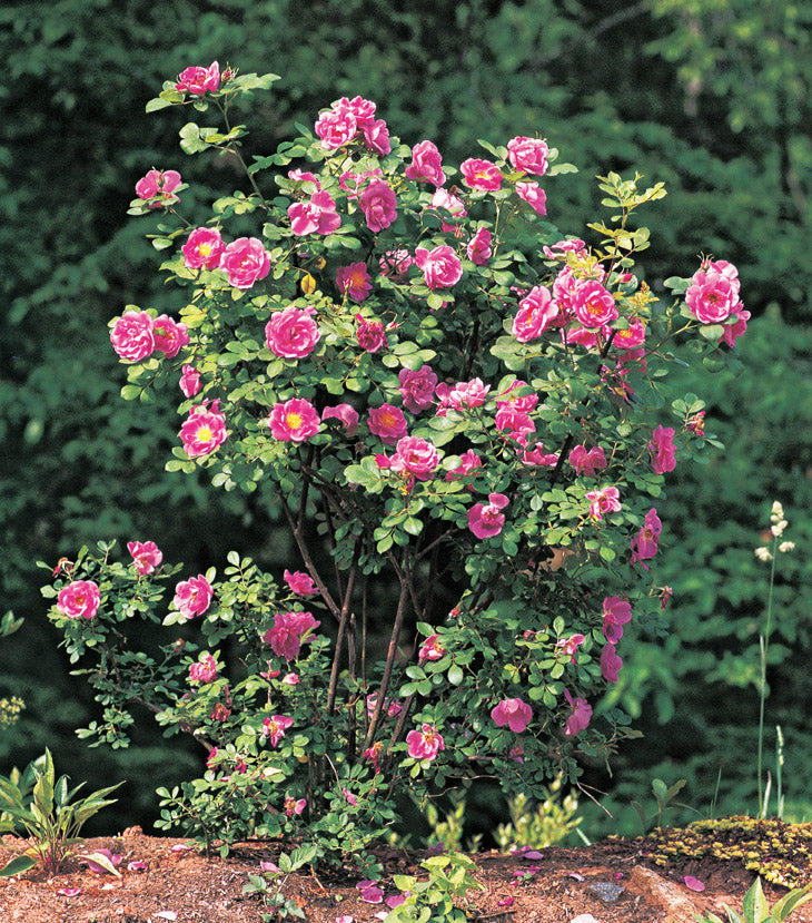 Young rose bush of pink roses called Basye's Blueberry.