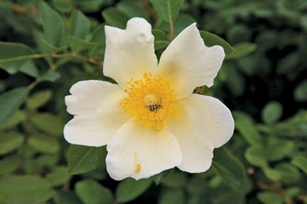 Varieties of Antique Roses