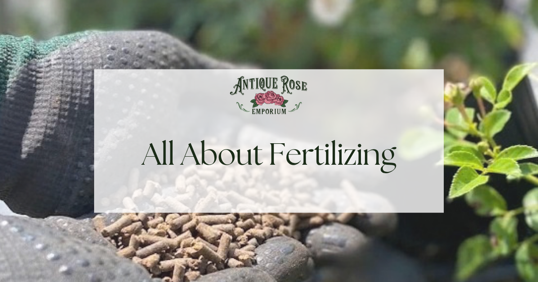 All About Fertilizing