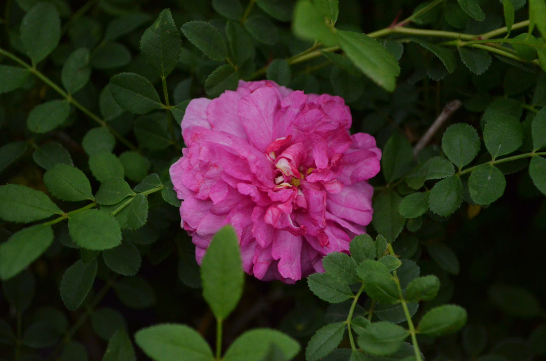 Old Garden Roses: Why Grow Roses with History?