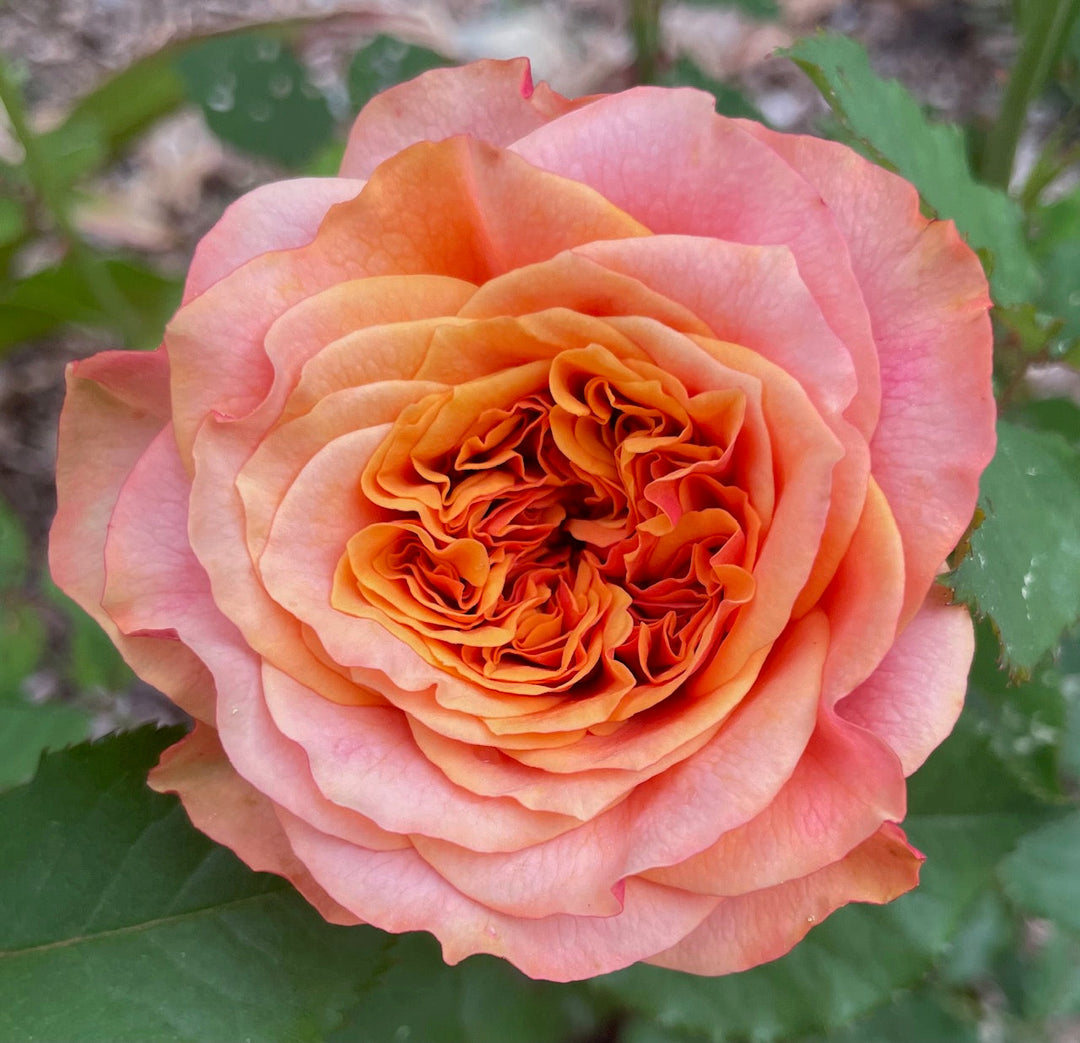 Preparing Roses for Fall in Warm Climates