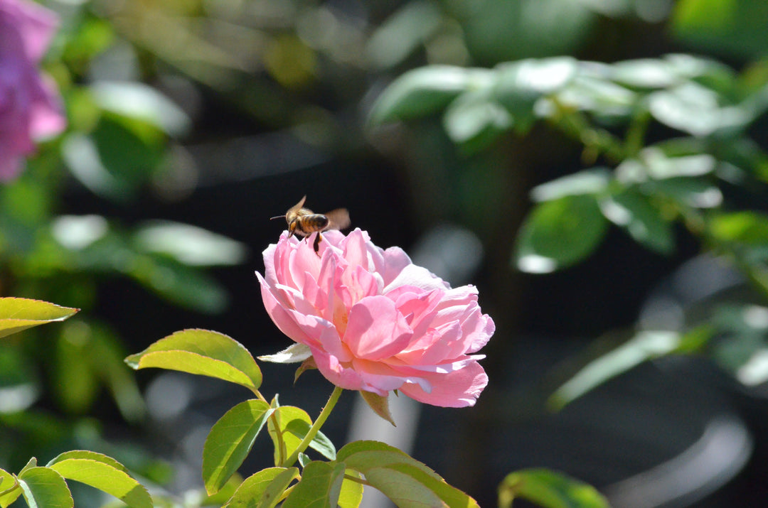 What to Expect from Roses in Heat