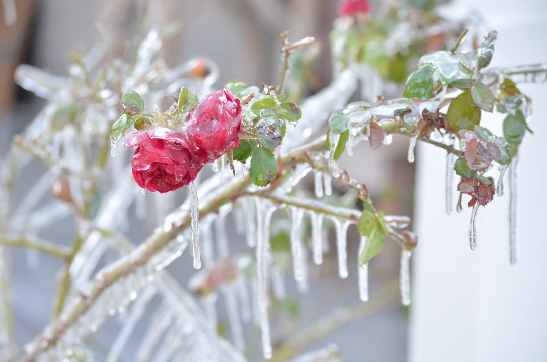 Winter Care & Protection for Roses