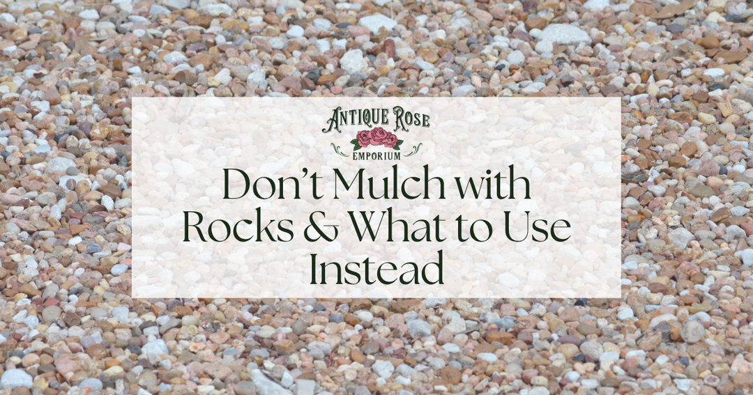 Don't Mulch with Rocks & What to Use Instead