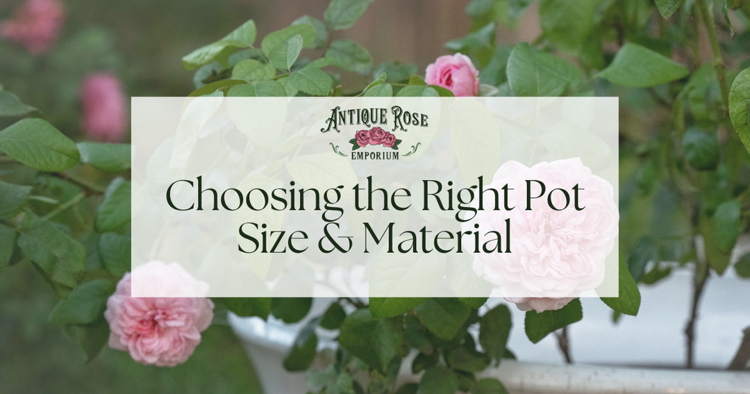 Choosing the Right Pot Size & Material