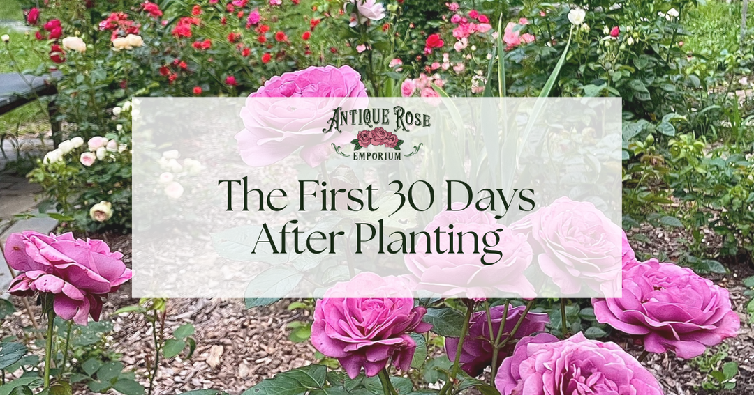 The First 30 Days After Planting