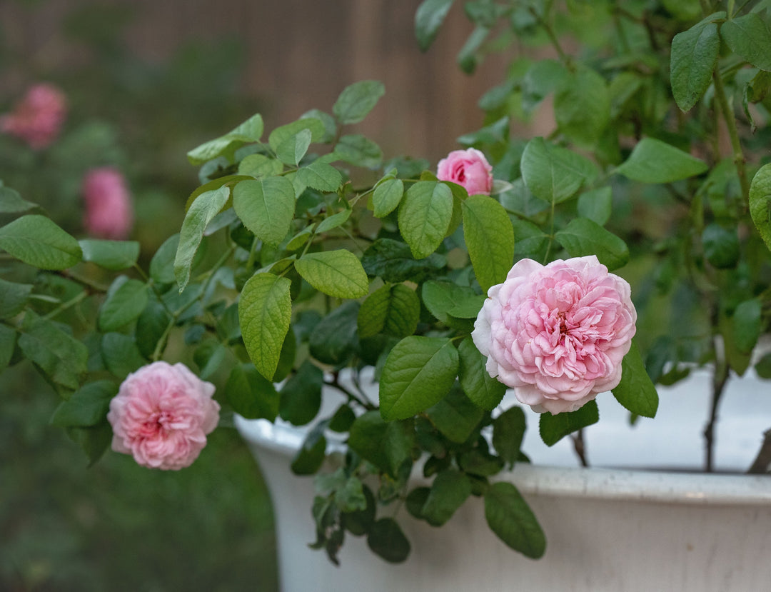 Choosing the Right Pot Size & Material