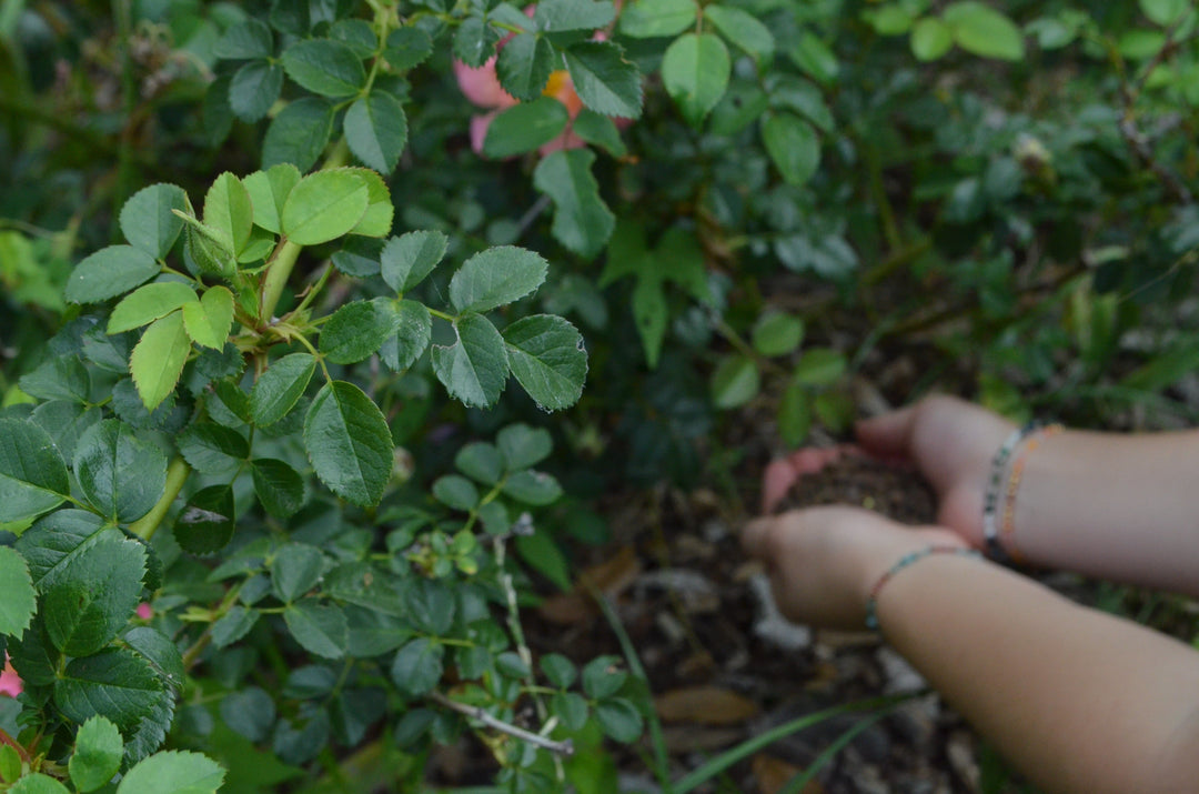 Planting Your Own-Root Rose