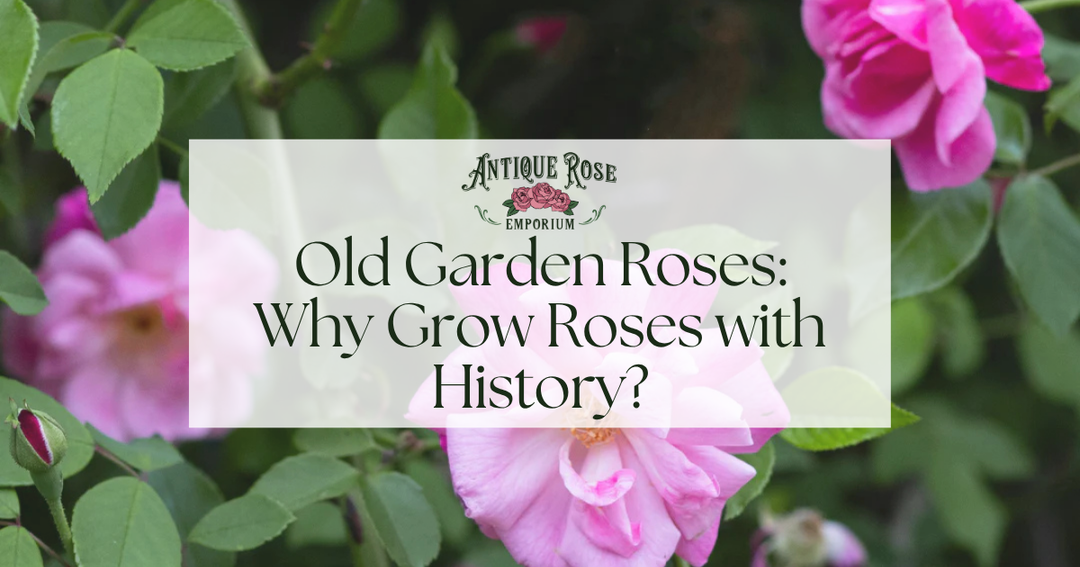 Old Garden Roses: Why Grow Roses with History?