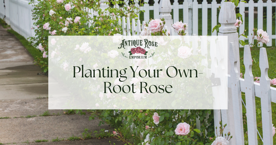 Planting Your Own-Root Rose