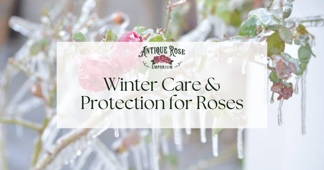 Winter Care & Protection for Roses