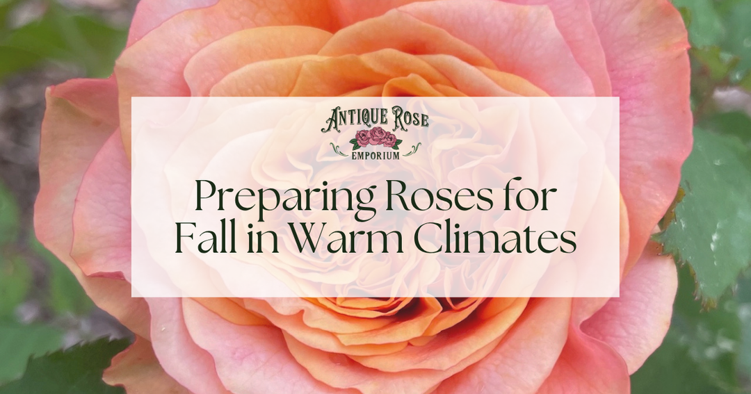 Preparing Roses for Fall in Warm Climates