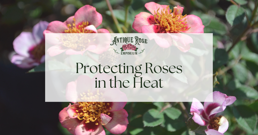 Protecting Roses in the Heat