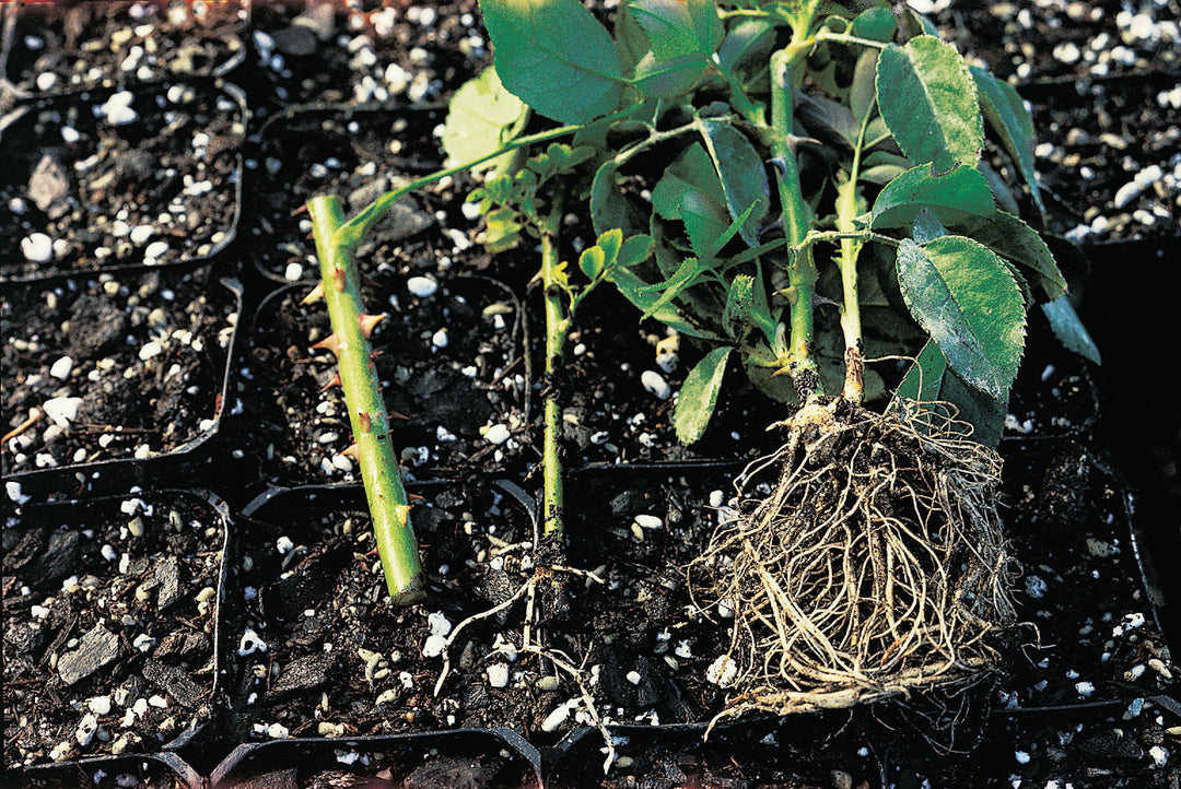How to Care for Your Antique Roses...
