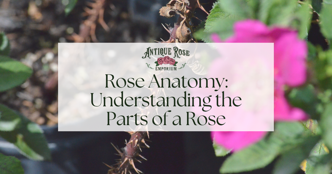 Rose Anatomy: Understanding the Parts of a Rose