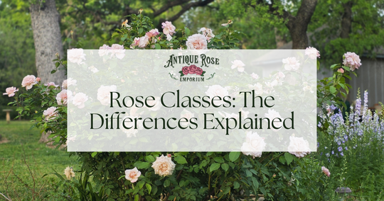 Rose Classes: The Differences Explained