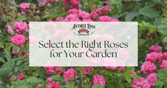 Select the Right Roses for Your Garden