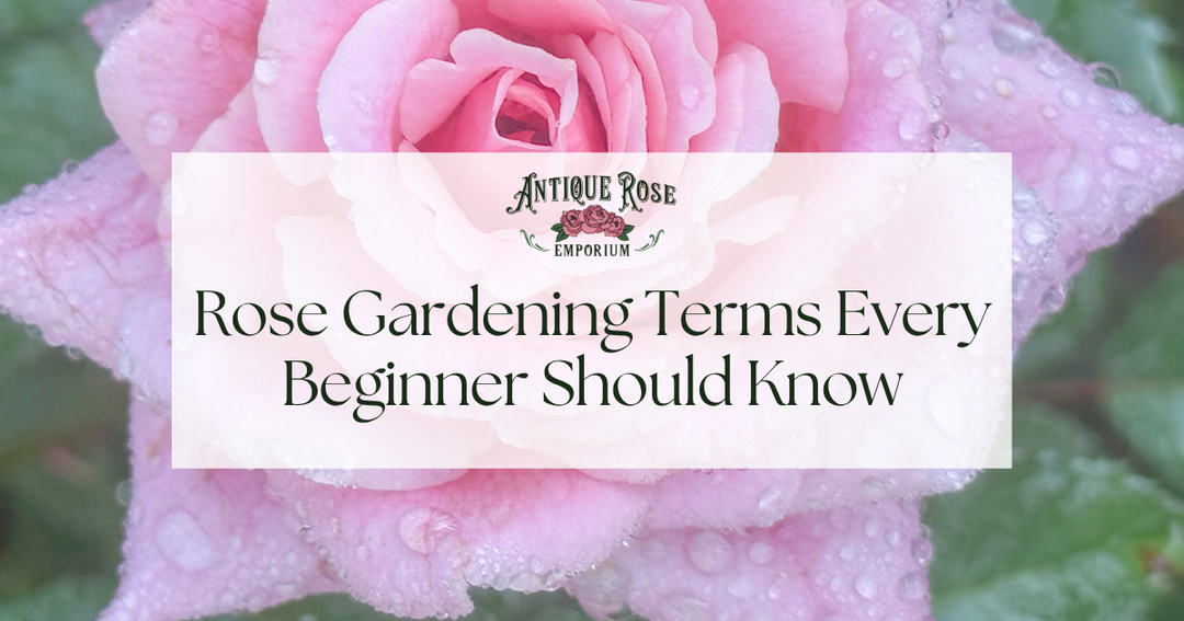 Rose Gardening Terms Every Beginner Should Know