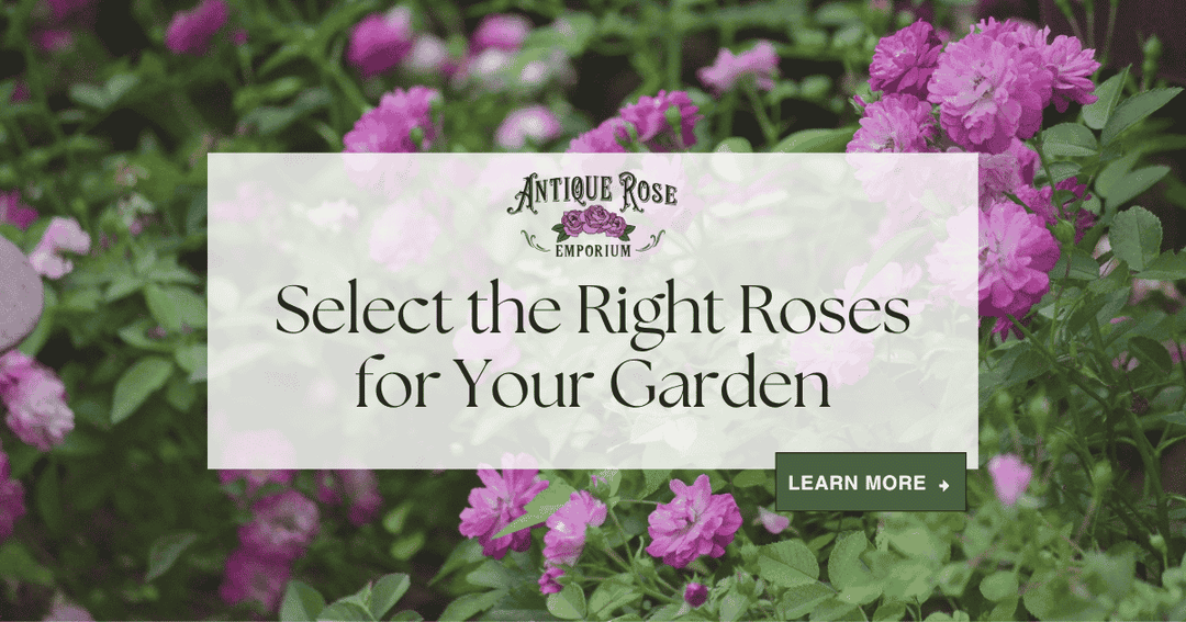 Select the Right Roses for Your Garden