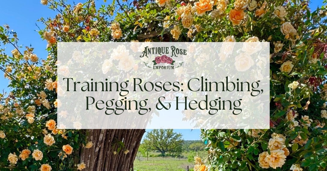 Training Roses: Climbing, Pegging, & Hedging