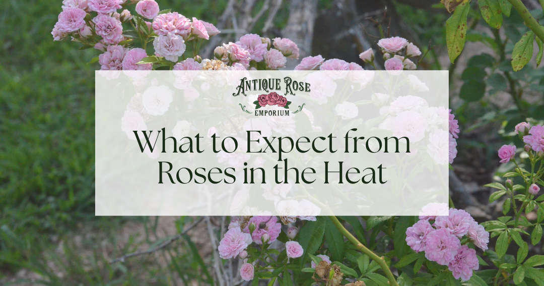 What to Expect from Roses in the Heat
