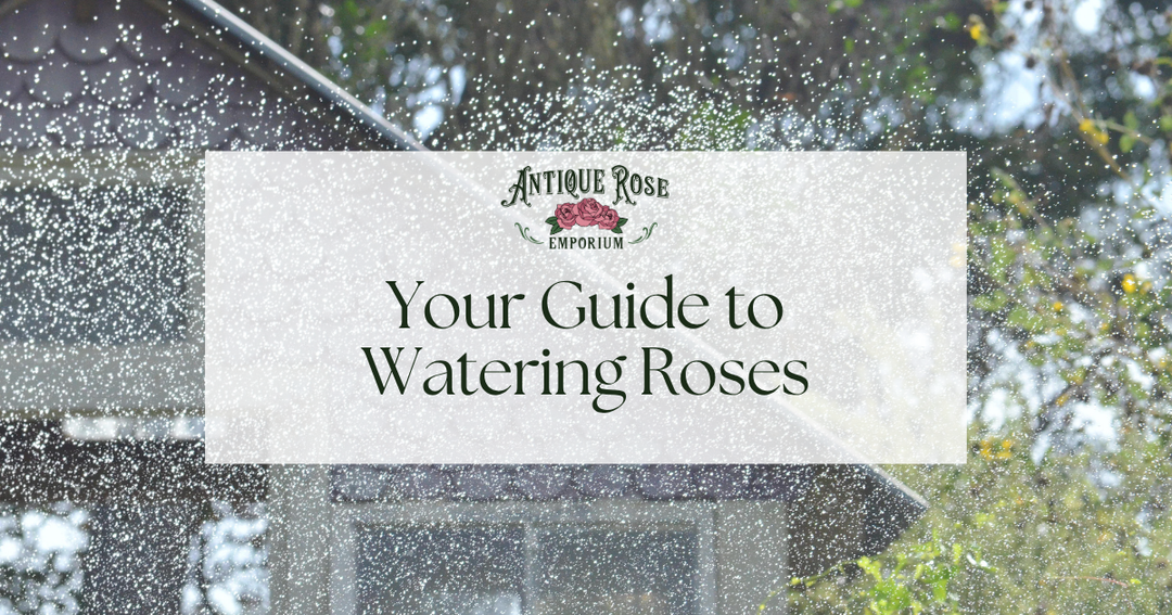 Your Guide to Watering Roses