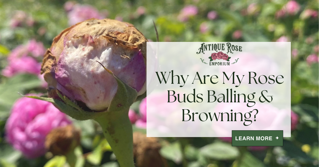 Why Are My Rose Buds Balling & Browning?