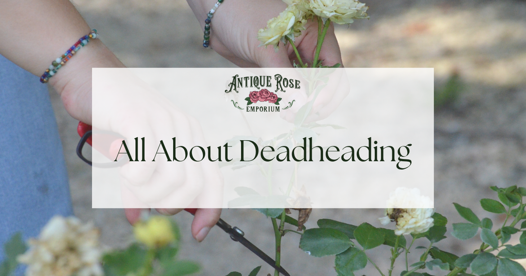 All About Deadheading