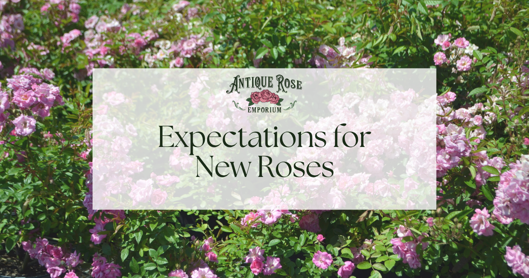 Expectations for New Roses