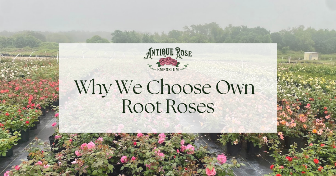 Why We Choose Own-Root Rose
