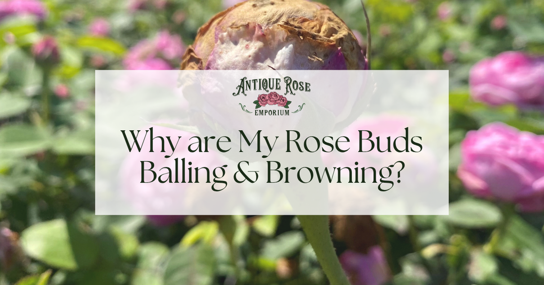 Why Are My Rose Buds Balling & Browning?