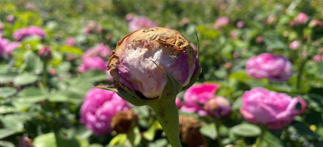 Why do my rose buds look like this?