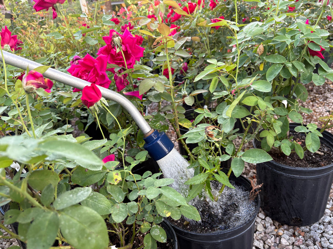 Your Guide to Watering Roses