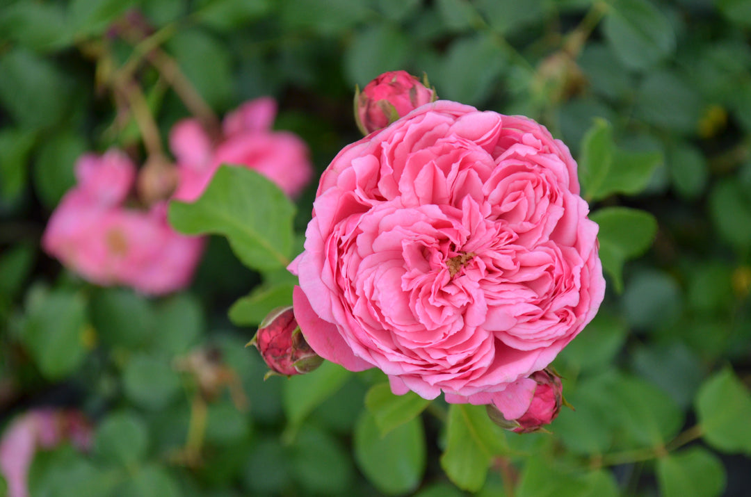 A.R.E. Legacy Roses