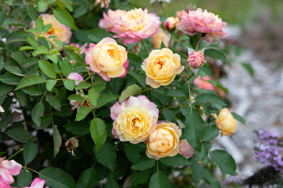 Exceptionally Fragrant