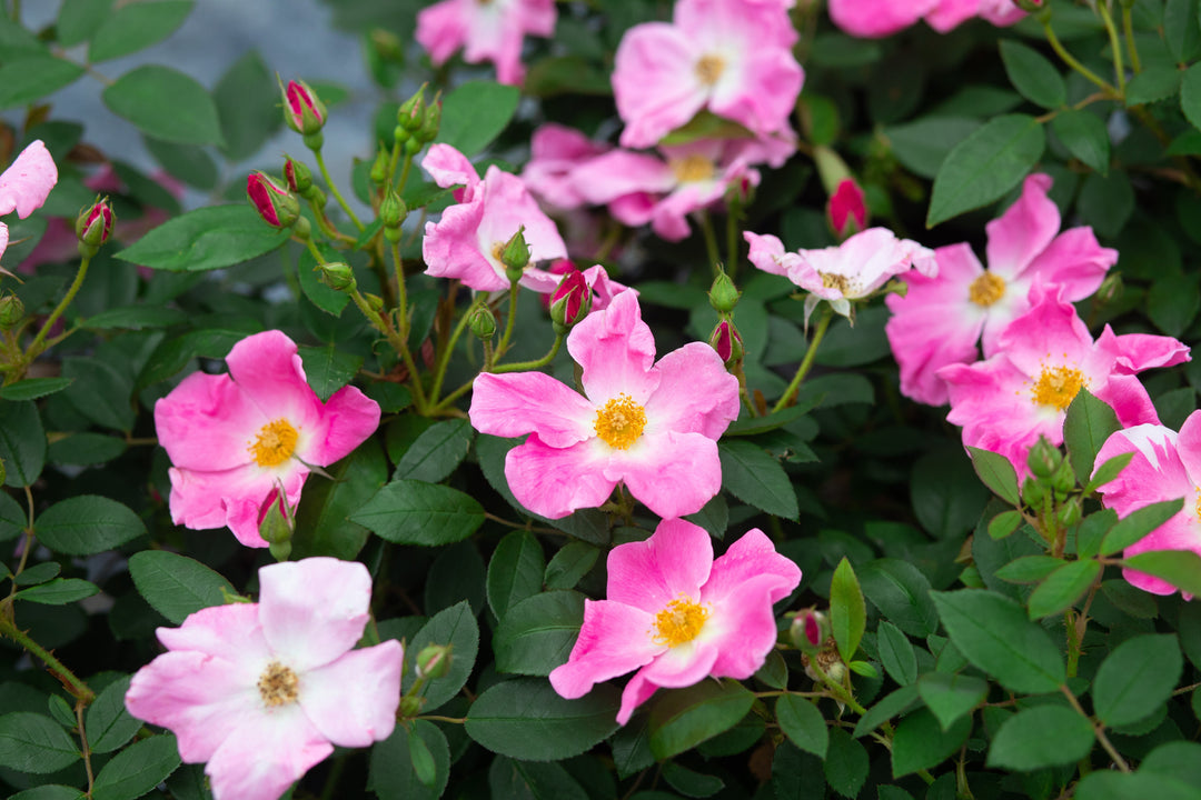 Landscape Roses