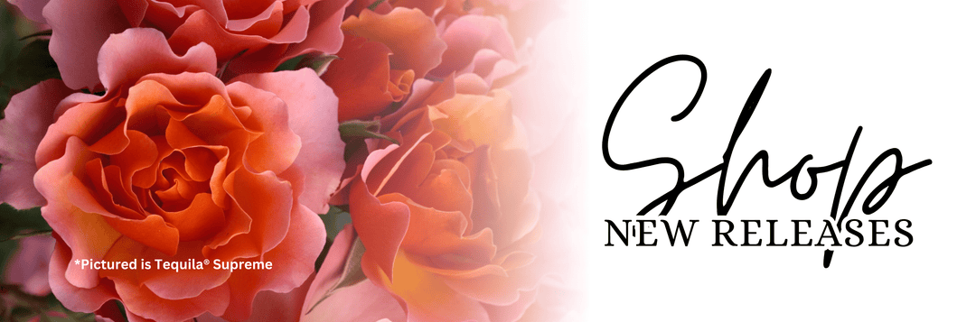New Releases