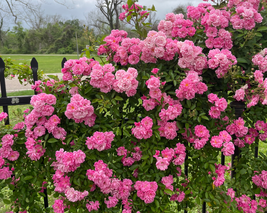 Peggy Martin pink rose wrapped around fence.