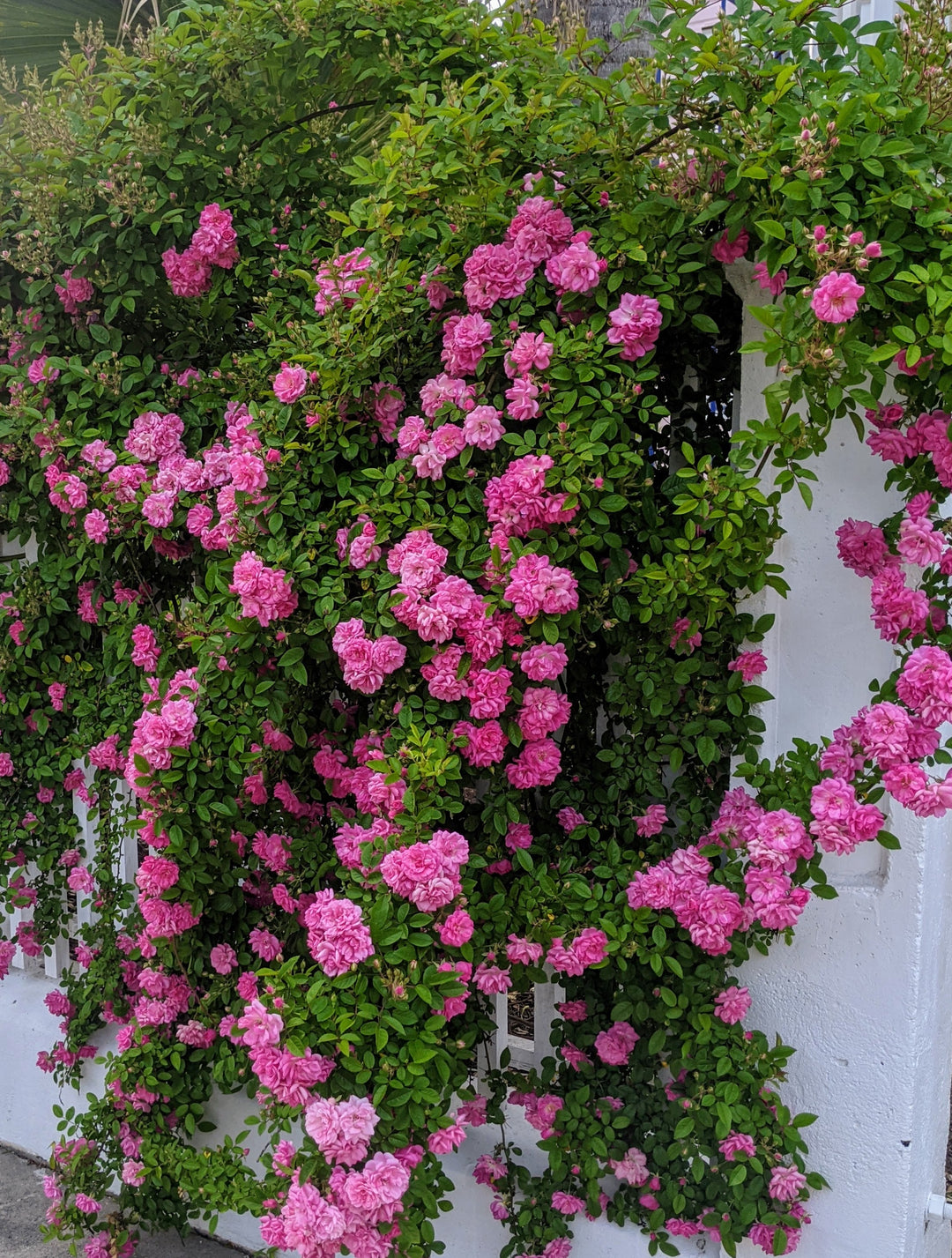Climbing Roses