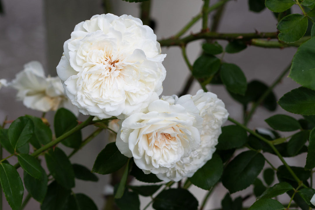 Exceptionally Fragrant