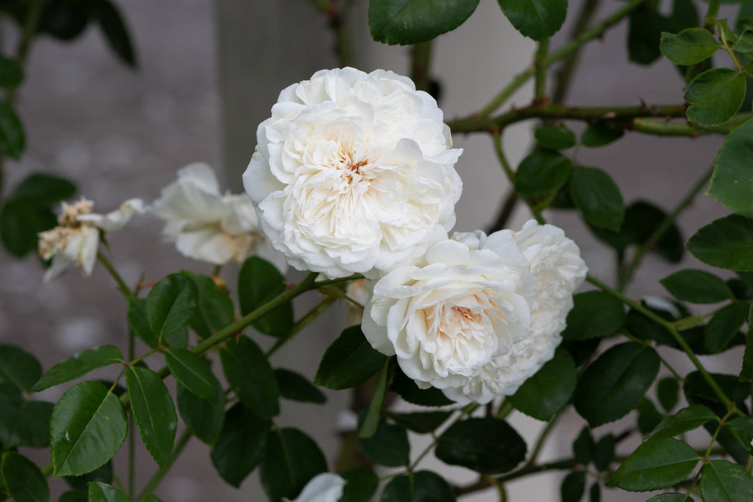 True Antique Roses