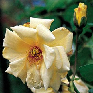 Partial Shade Roses