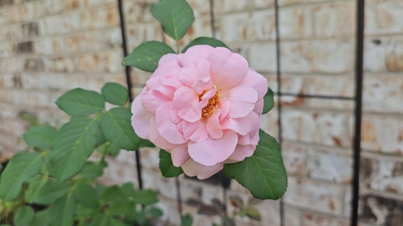 Zone 4 – Antique Rose Emporium