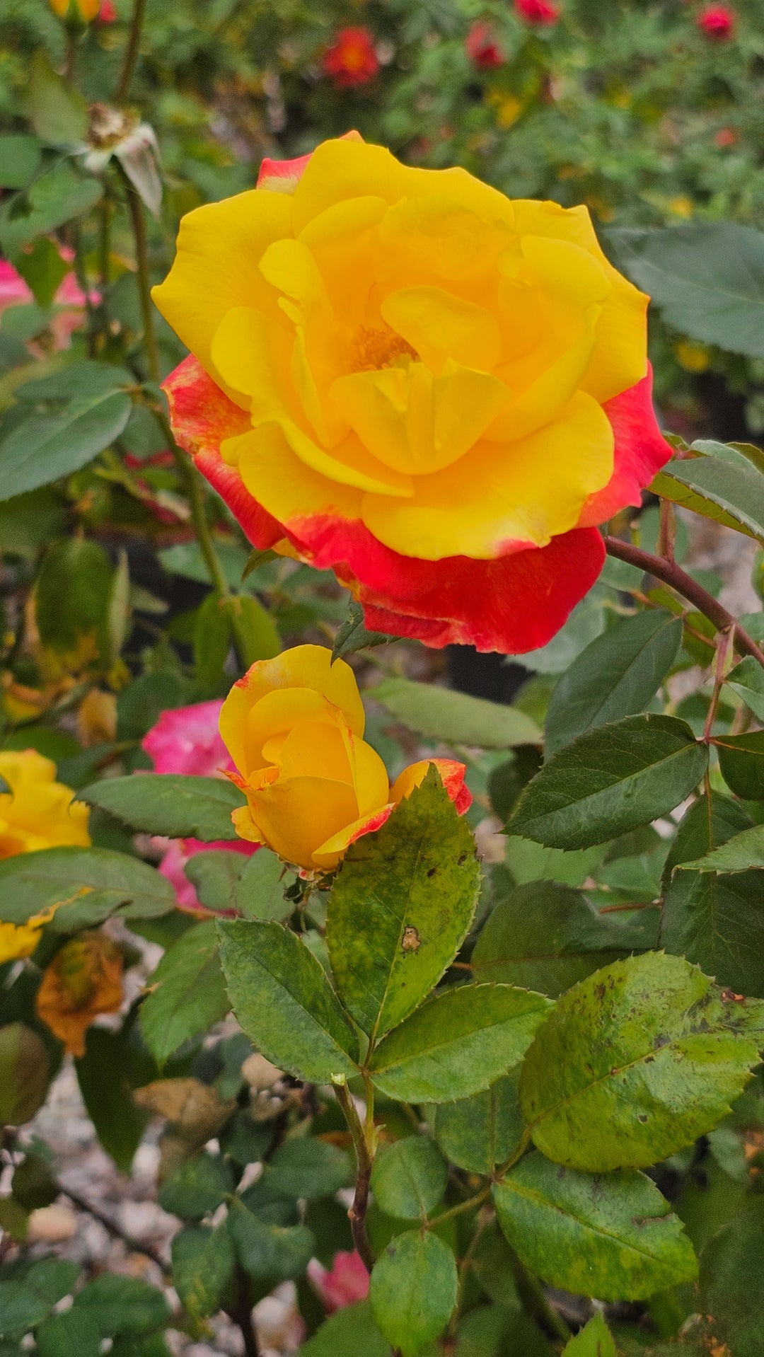 Garden Flame™ Sunbelt ®