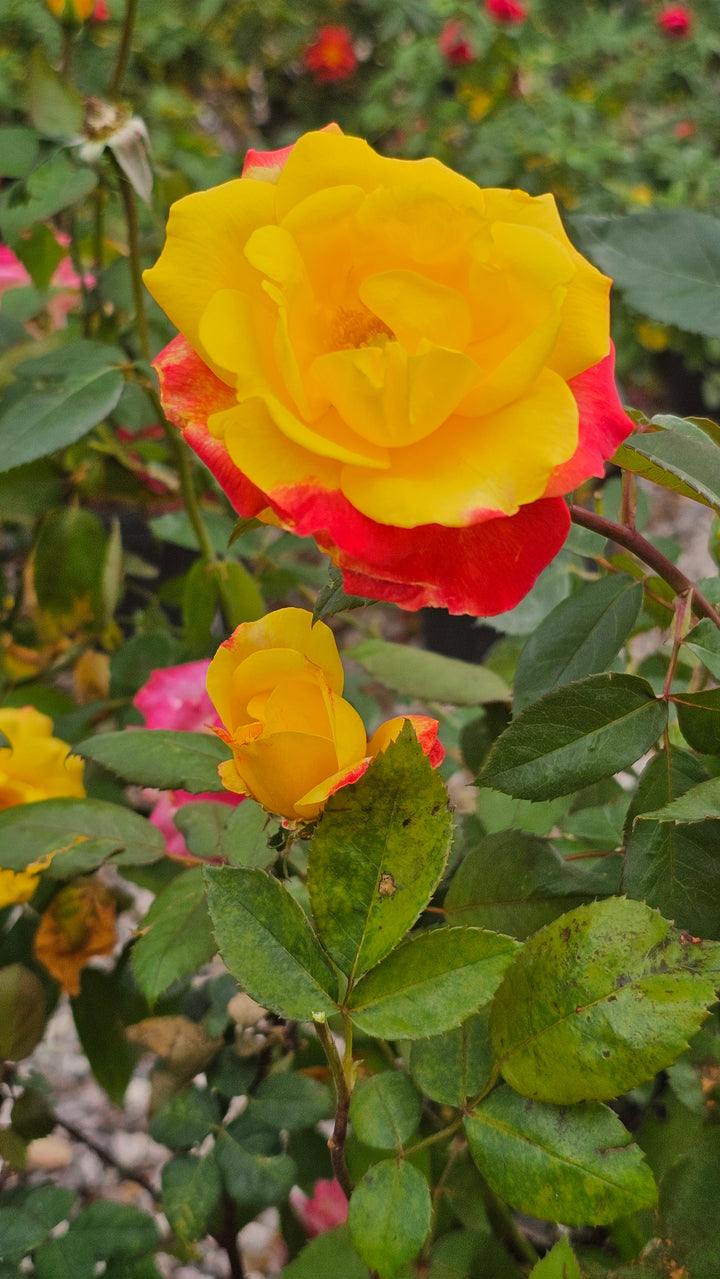 Garden Flame™ Sunbelt ®